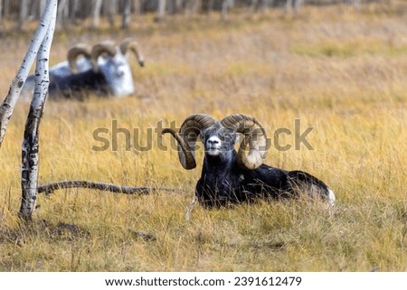 A Thinhorn sheep at rest in the Yukon Wildlife Preserve near Whitehorse, Yukon, Canada.