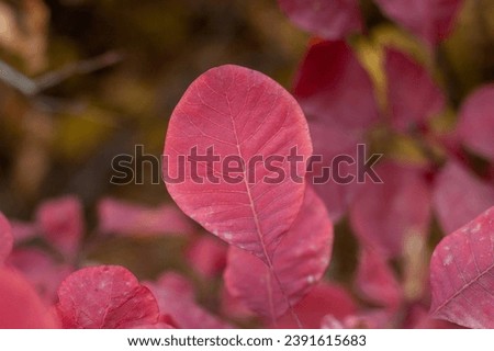 Red leaves of Cotinus. 'Grace' smokebush or smoketree (Cotinus 'Grace') Royalty-Free Stock Photo #2391615683