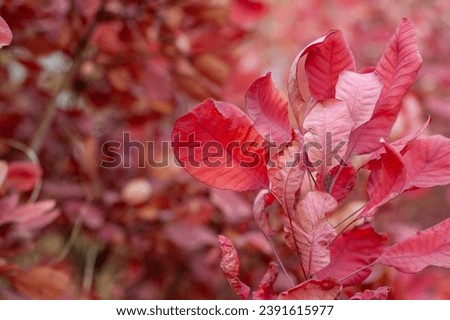 Red leaves of Cotinus. Grace smokebush or smoketree (Cotinus Grace) Royalty-Free Stock Photo #2391615977