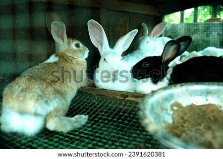                 Cute Rabbits in a cage               