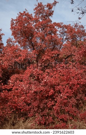 Red tree of Cotinus. Grace smokebush or smoketree (Cotinus Grace). Vertical orientation. Royalty-Free Stock Photo #2391622603