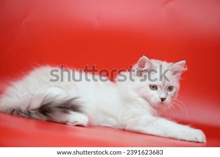 Neva masquerade kitten on a colored background