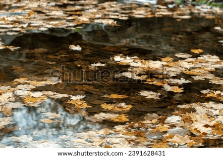 Yellow autumn fallen leaves on water surface and underwater