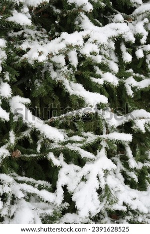 Closeup image of snowy evergreen branches on a snowy day in Finland, Northern Europe. Nordic Christmas atmosphere, evergreen fence, snowy day in the north. No people. Natural daylight.