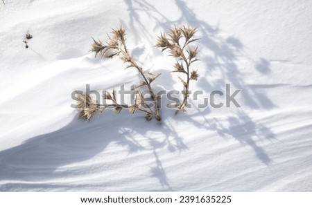 winter snow in a forest