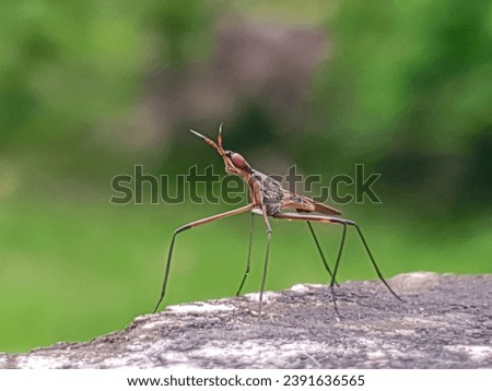 Close-up portrait of a peculiar insect against a blurred green backdrop. Detailed focus on the unique features of this unusual insect in a captivating natural setting. Royalty-Free Stock Photo #2391636565