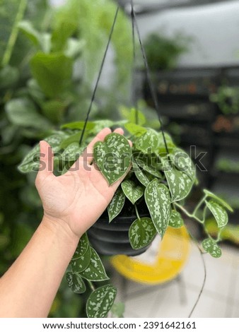 details of the silver boa leaf. Shade plant. Royalty-Free Stock Photo #2391642161
