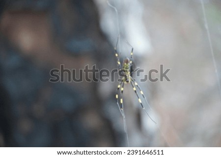 spider close up in web