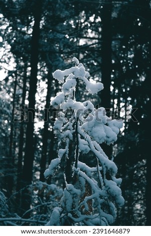 Snowy branches of a small tree in the big forest.