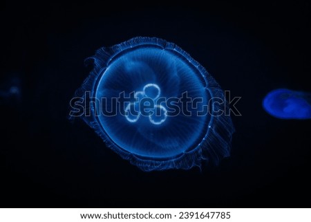 Jellyfish glow blue in the dark. Neon transparent jellyfish float on a black background. Jellyfish in action in the aquarium. Beautiful jellyfish moving through the neon lights. Craspedacusta sowerbii