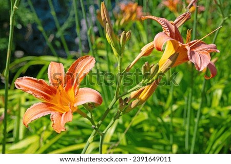 Flowering daylily, Hemerocallis, in close-up Royalty-Free Stock Photo #2391649011