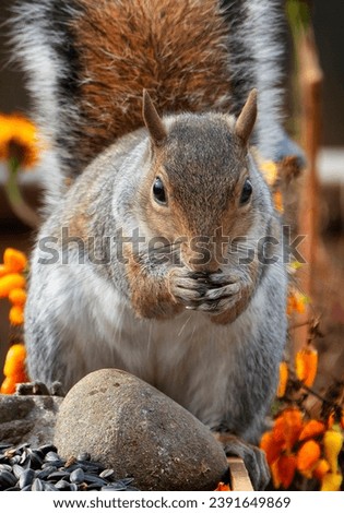 Gray Squirrel nibbling away on the backyard deck                               
