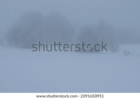  Fog in the forest. Snow and forest in cold season.