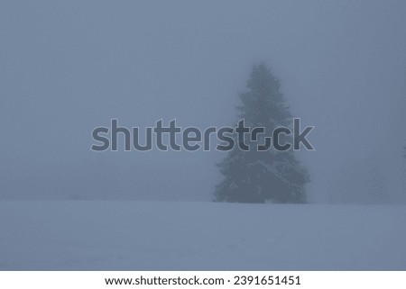  Fog in the forest. Snow and forest in cold season.