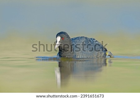 Eurasian Coot (Fulica atra) swimming in the lake.