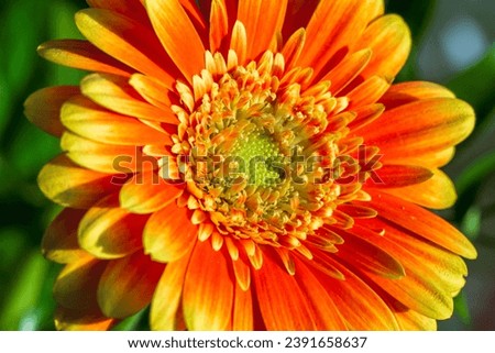 Bright colorful flower gerbera texture. Close up on beautiful yellow orange fresh gerbera background or wallpaper. Macro photography of a flower for designer.