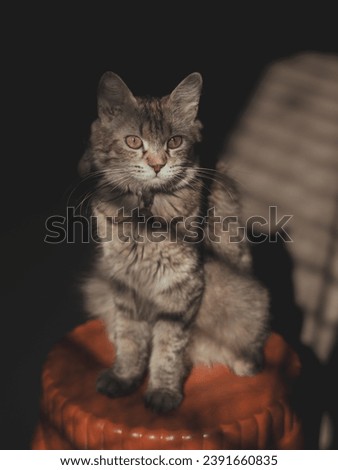 Cute cat photography with natural lighting