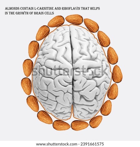 human brain model with brain and almonds