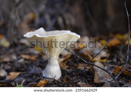 Close up picture of a trooping funnel mushroom