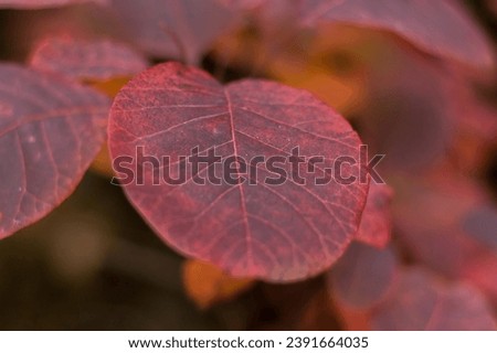 Red bright leaves of Cotinus close up. 'Grace' smokebush or smoketree (Cotinus 'Grace') Royalty-Free Stock Photo #2391664035
