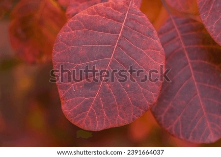 Red bright leaves of Cotinus close up. 'Grace' smokebush or smoketree (Cotinus 'Grace') Royalty-Free Stock Photo #2391664037