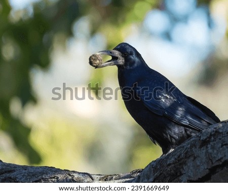 A Rook is Resting in an Old Park Tree and Holding a Nut in Its Beak Royalty-Free Stock Photo #2391669649