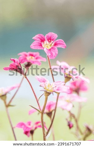 Saxifraga small pink flowers, Saxifraga arendsii ingeborg. Saxifragaceae family perennial flowering plant. Pins small flower bloming in spring 