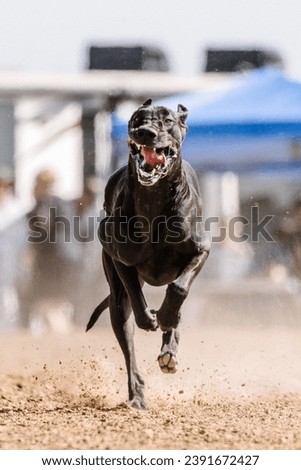 happy excited giant large black purebred Great Dane dog with cropped ears running lure course sport in the dirt on a sunny summer day