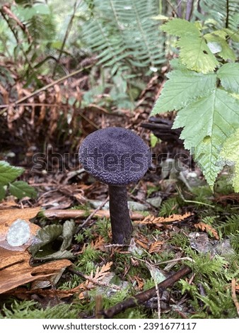 Picture of violet mushroom autumn at the park