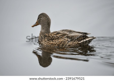 ducks on the lake 2023