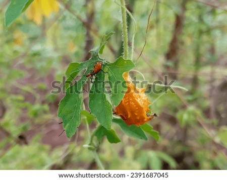bapak pucung or called wheel bug or kissing bug on the leaf