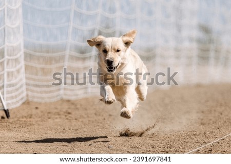 happy excited enthusiastic purebred Golden Retriever dog running lure course sport in the dirt on a sunny summer day