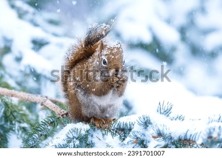 Cute American red squirrel is sitting on a spruce branch and eating nuts, it is snowing and cold.