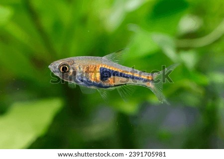 False Harlequin rasbora, Lambchop rasbora, scientific name is Trigonostigma espei, in freshwater aquarium.