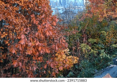 beautiful fall colors with New York City Manhattan Skyline