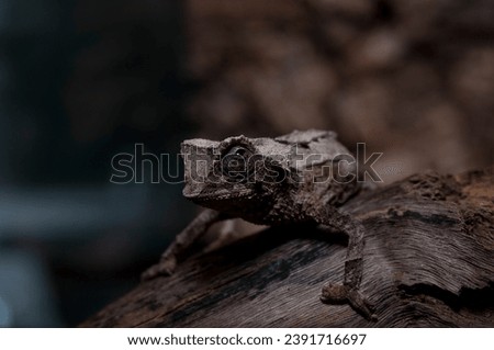 photo of madagascar chameleon detail