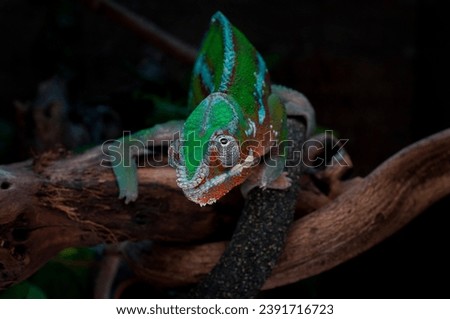 photo of madagascar chameleon detail