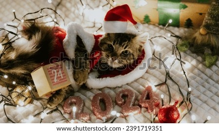 One kitten in a Santa Claus costume lying on the couch at night in a lighted garland with Christmas tree toys, a gnome, a box of presents, a box of Advent calendar with the date 24 and a 2024 candle.