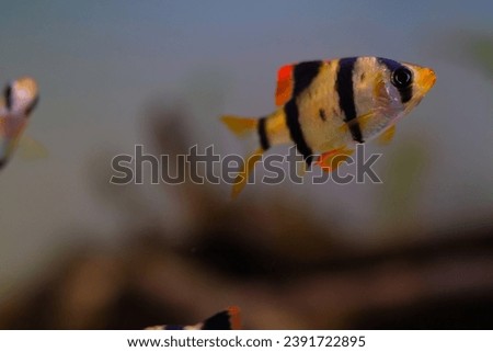Macro Photography. Animal Close up. Macro photo of tiger barb fish swimming freely in the aquarium. Exotic fish, Fish on tanks, Shot in Macro lens