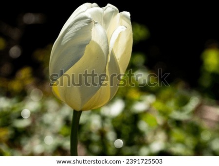 Colorful Flower with Blurred Background