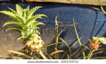Central Tapanuli, North Sumatra, Indonesia November 2023, close up photo of young fruit of the Ananas ananassoides plant, home yard decoration.
