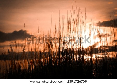 Silhouette of grass on sunset background. Selective focus.