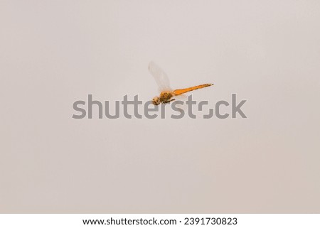 Closeup of Flying Dragonfly in side view, animal closeup
