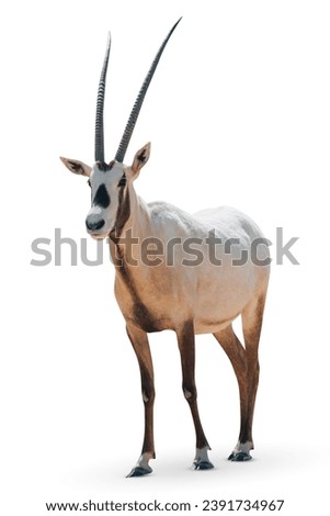Arabian oryx isolated on white background
