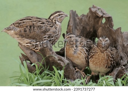 Three brown quail are resting on a rotten tree trunk. This grain-eating bird has the scientific name Coturnix coturnix.
