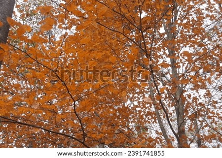 Orange leaves in the woods on a cloudy autumn day.