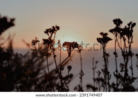 Sunset flower silhouette floral background