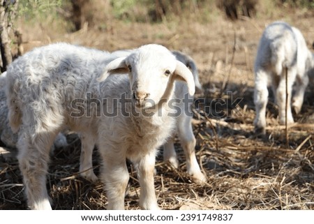 Lamb, tents of nomadic goat herders