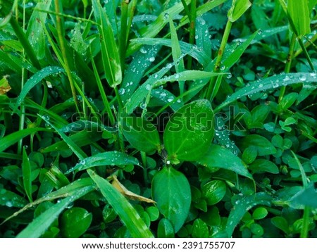 view of grass wet by raindrops