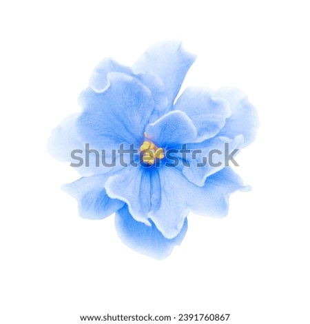 light blue flower on a white background, isolated with clipping path. Large. Delicate shaggy color. for design. Violet. Royalty-Free Stock Photo #2391760867